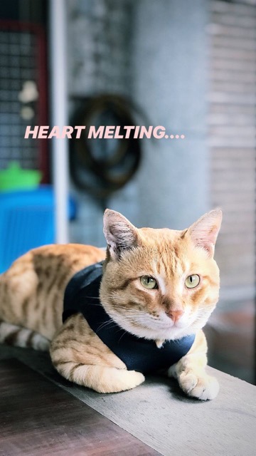 猴硐深度旅遊
